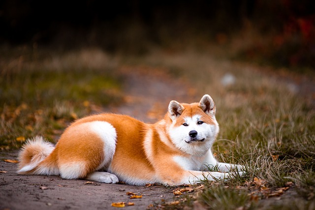 typická japonská akita