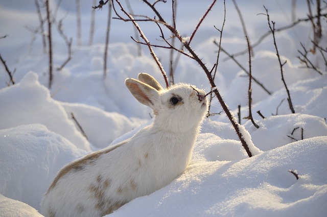 sníh a králík